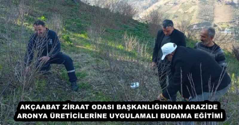 AKÇAABAT ZİRAAT ODASI BAŞKANLIĞINDAN ARAZİDE ARONYA ÜRETİCİLERİNE UYGULAMALI BUDAMA EĞİTİMİ