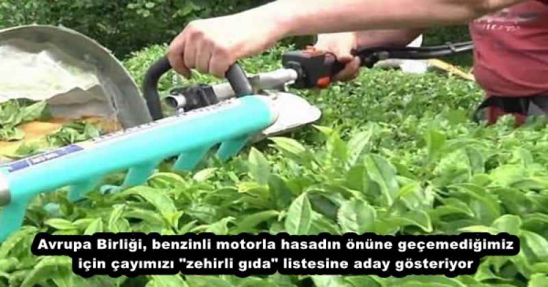 Avrupa Birliği, benzinli motorla hasadın önüne geçemediğimiz için çayımızı "zehirli gıda" listesine aday gösteriyor