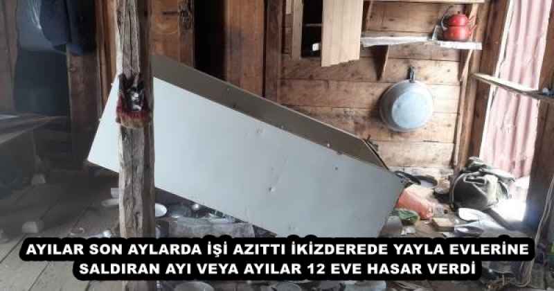 AYILAR SON AYLARDA İŞİ AZITTI İKİZDEREDE YAYLA EVLERİNE SALDIRAN AYI VEYA AYILAR 12 EVE HASAR VERDİ