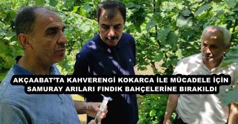 AKÇAABAT’TA KAHVERENGİ KOKARCA İLE MÜCADELE İÇİN SAMURAY ARILARI FINDIK BAHÇELERİNE BIRAKILDI