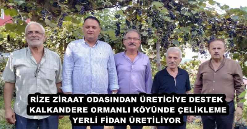 RİZE ZİRAAT ODASINDAN ÜRETİCİYE DESTEK KALKANDERE ORMANLI KÖYÜNDE ÇELİKLEME YERLİ FİDAN ÜRETİLİYOR