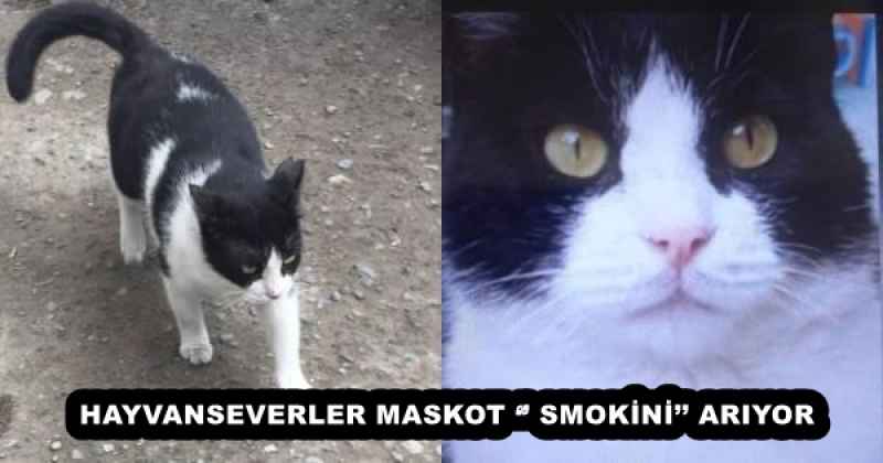 HAYVANSEVERLER MASKOT ‘’ SMOKİNİ’’ ARIYOR