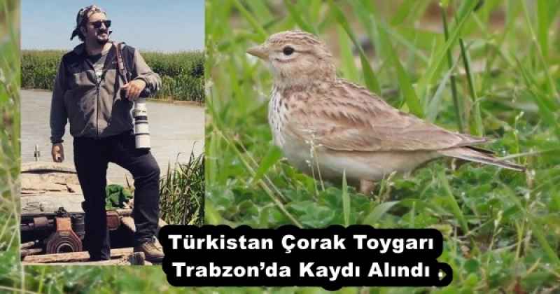 Türkistan Çorak Toygarı  Trabzon’da Kaydı Alındı .