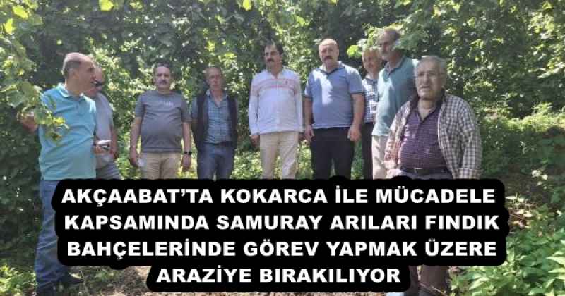 AKÇAABAT’TA KOKARCA İLE MÜCADELE KAPSAMINDA SAMURAY ARILARI FINDIK BAHÇELERİNDE GÖREV YAPMAK ÜZERE ARAZİYE BIRAKILIYOR