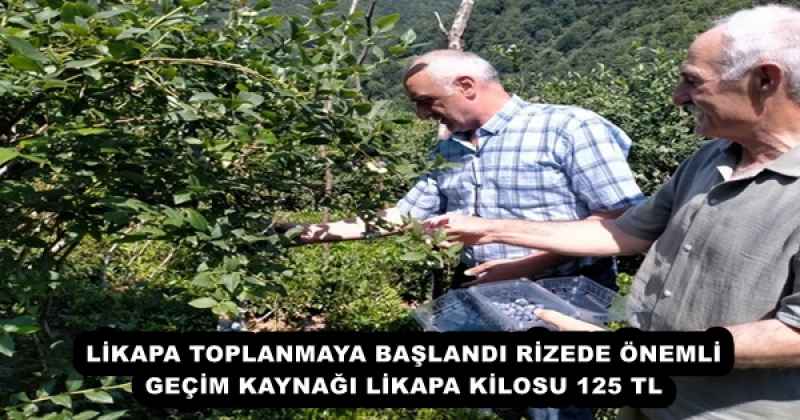 LİKAPA TOPLANMAYA BAŞLANDI RİZEDE ÖNEMLİ GEÇİM KAYNAĞI LİKAPA KİLOSU 125 TL