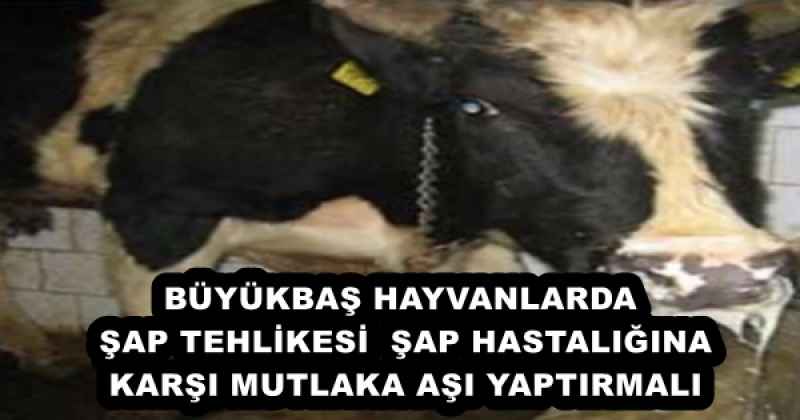 BÜYÜKBAŞ HAYVANLARDA ŞAP TEHLİKESİ  ŞAP HASTALIĞINA KARŞI MUTLAKA AŞI YAPTIRMALI