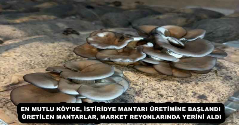 EN MUTLU KÖY’DE, İSTİRİDYE MANTARI ÜRETİMİNE BAŞLANDI ÜRETİLEN MANTARLAR, MARKET REYONLARINDA YERİNİ ALDI