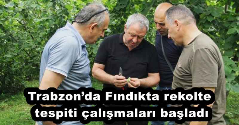 Trabzonda Fındıkta rekolte tespiti çalışmaları başladı