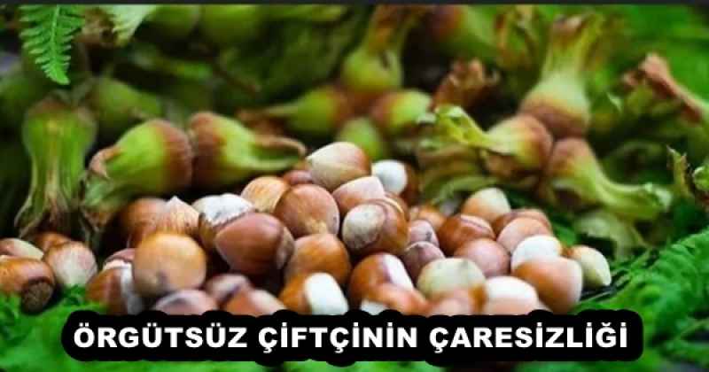 ÖRGÜTSÜZ ÇİFTÇİNİN ÇARESİZLİĞİ