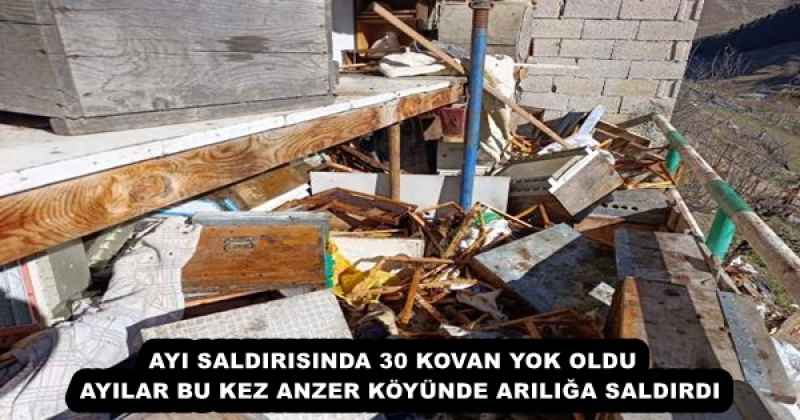 AYI SALDIRISINDA 30 KOVAN YOK OLDU  AYILAR BU KEZ ANZER KÖYÜNDE ARILIĞA SALDIRDI