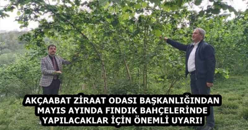 AKÇAABAT ZİRAAT ODASI BAŞKANLIĞINDAN MAYIS AYINDA FINDIK BAHÇELERİNDE YAPILACAKLAR İÇİN ÖNEMLİ UYARI!