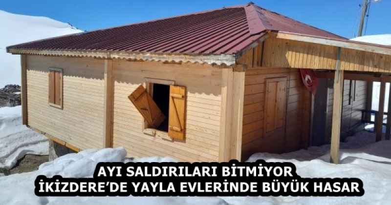 AYI SALDIRILARI BİTMİYOR  İKİZDERE’DE YAYLA EVLERİNDE BÜYÜK HASAR