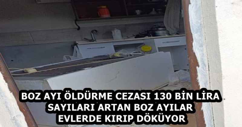 BOZ AYI ÖLDÜRME CEZASI 130 BİN LİRA SAYILARI ARTAN BOZ AYILAR EVLERDE KIRIP DÖKÜYOR