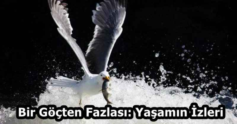 Bir Göçten Fazlası: Yaşamın İzleri