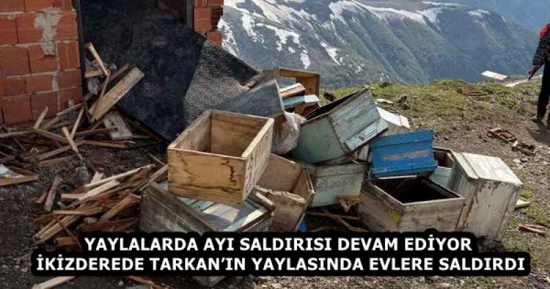YAYLALARDA AYI SALDIRISI DEVAM EDİYOR  İKİZDEREDE TARKAN’IN YAYLASINDA EVLERE SALDIRDI