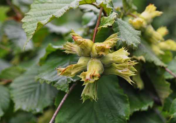 FINDIKÇININ FİYAT DERDİ YOK!