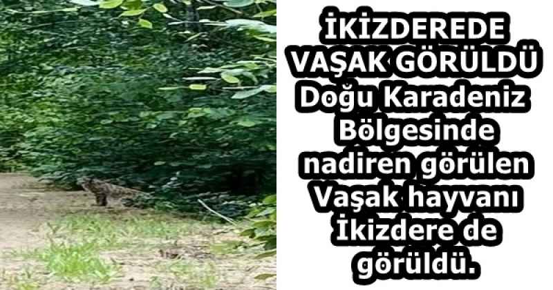 İKİZDEREDE VAŞAK GÖRÜLDÜ Doğu Karadeniz Bölgesinde nadiren görülen Vaşak hayvanı İkizdere de görüldü.