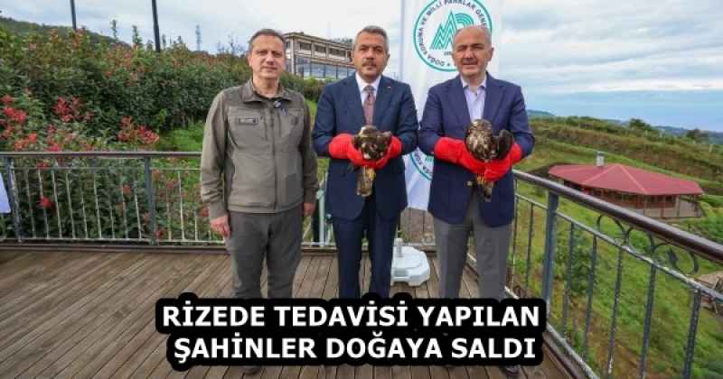 RİZEDE TEDAVİSİ YAPILAN ŞAHİNLER DOĞAYA SALDI