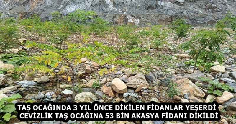 TAŞ OCAĞINDA 3 YIL ÖNCE DİKİLEN FİDANLAR YEŞERDİ  CEVİZLİK TAŞ OCAĞINA 53 BİN AKASYA FİDANI DİKİLDİ