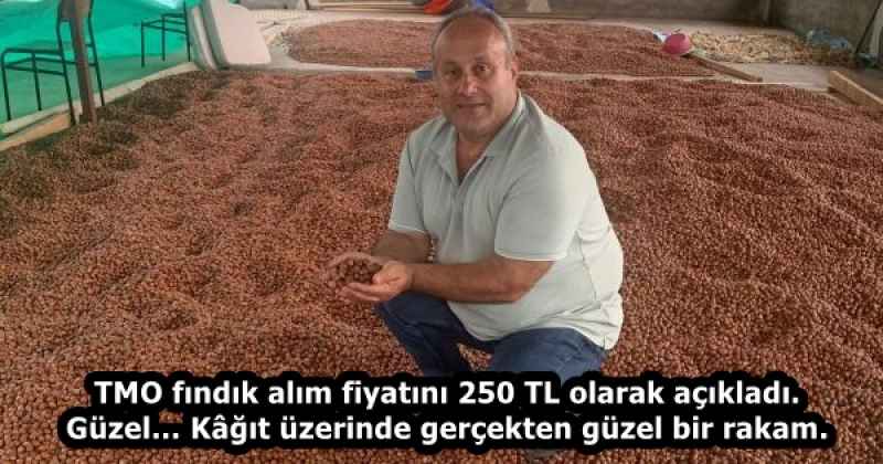 TMO fındık alım fiyatını 250 TL olarak açıkladı. Güzel… Kâğıt üzerinde gerçekten güzel bir rakam.