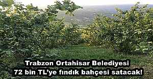 Trabzon Ortahisar Belediyesi  72 bin TL’ye fındık bahçesi satacak!