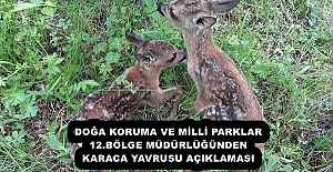 DOĞA KORUMA VE MİLLİ PARKLAR 12.BÖLGE MÜDÜRLÜĞÜNDEN KARACA YAVRUSU AÇIKLAMASI