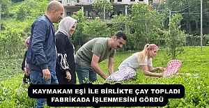 KAYMAKAM EŞİ İLE BİRLİKTE ÇAY TOPLADI, FABRİKADA İŞLENMESİNİ GÖRDÜ