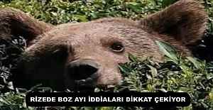 RİZEDE BOZ AYI İDDİALARI DİKKAT ÇEKİYOR