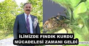 İLİMİZDE FINDIK KURDU MÜCADELESİ ZAMANI GELDİ