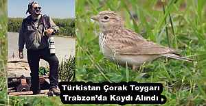 Türkistan Çorak Toygarı  Trabzonda...