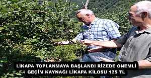 LİKAPA TOPLANMAYA BAŞLANDI RİZEDE ÖNEMLİ GEÇİM KAYNAĞI LİKAPA KİLOSU 125 TL