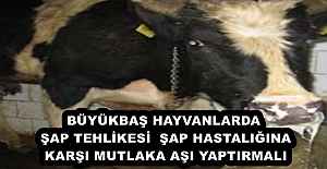 BÜYÜKBAŞ HAYVANLARDA ŞAP TEHLİKESİ  ŞAP HASTALIĞINA KARŞI MUTLAKA AŞI YAPTIRMALI