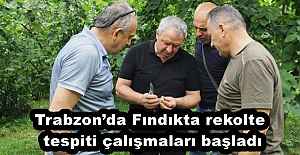 Trabzonda Fındıkta rekolte tespiti çalışmaları başladı