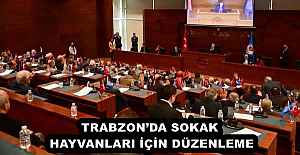 TRABZON’DA SOKAK HAYVANLARI İÇİN DÜZENLEME