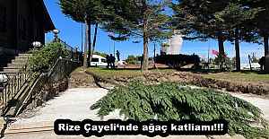 Rize Çayeli‘nde ağaç katliamı!!!