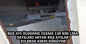 BOZ AYI ÖLDÜRME CEZASI 130 BİN LİRA SAYILARI ARTAN BOZ AYILAR EVLERDE KIRIP DÖKÜYOR