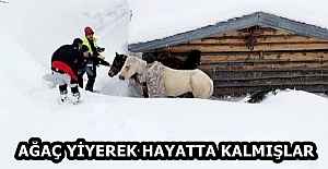 AĞAÇ YİYEREK HAYATTA KALMIŞLAR