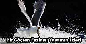 Bir Göçten Fazlası: Yaşamın İzleri