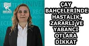ÇAY BAHÇELERİNDE HASTALIK, ZARARLI VE YABANCI OTLARA DİKKAT