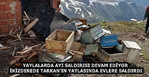 YAYLALARDA AYI SALDIRISI DEVAM EDİYOR ...