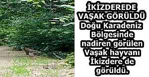 İKİZDEREDE VAŞAK GÖRÜLDÜ Doğu...