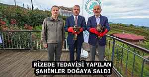RİZEDE TEDAVİSİ YAPILAN ŞAHİNLER DOĞAYA SALDI