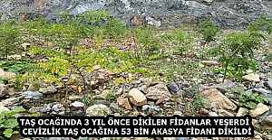 TAŞ OCAĞINDA 3 YIL ÖNCE DİKİLEN...
