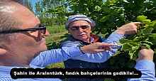 Şahin ile Arslantürk, fındık bahçelerinin gediklisi…