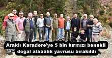Araklı Karadere’ye 5 bin kırmızı benekli doğal alabalık yavrusu bırakıldı