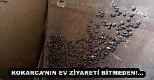 KOKARCA’NIN EV ZİYARETİ BİTMEDEN!...