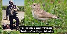 Türkistan Çorak Toygarı  Trabzon’da Kaydı Alındı .