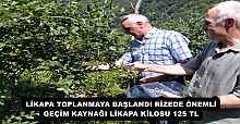 LİKAPA TOPLANMAYA BAŞLANDI RİZEDE ÖNEMLİ GEÇİM KAYNAĞI LİKAPA KİLOSU 125 TL