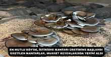 EN MUTLU KÖY’DE, İSTİRİDYE MANTARI ÜRETİMİNE BAŞLANDI ÜRETİLEN MANTARLAR, MARKET REYONLARINDA YERİNİ ALDI