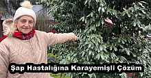 Şap Hastalığına Karayemişli Çözüm